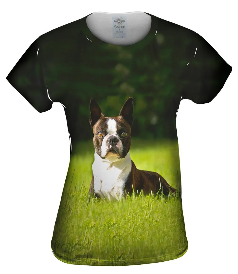 Giddy Boston Terrier