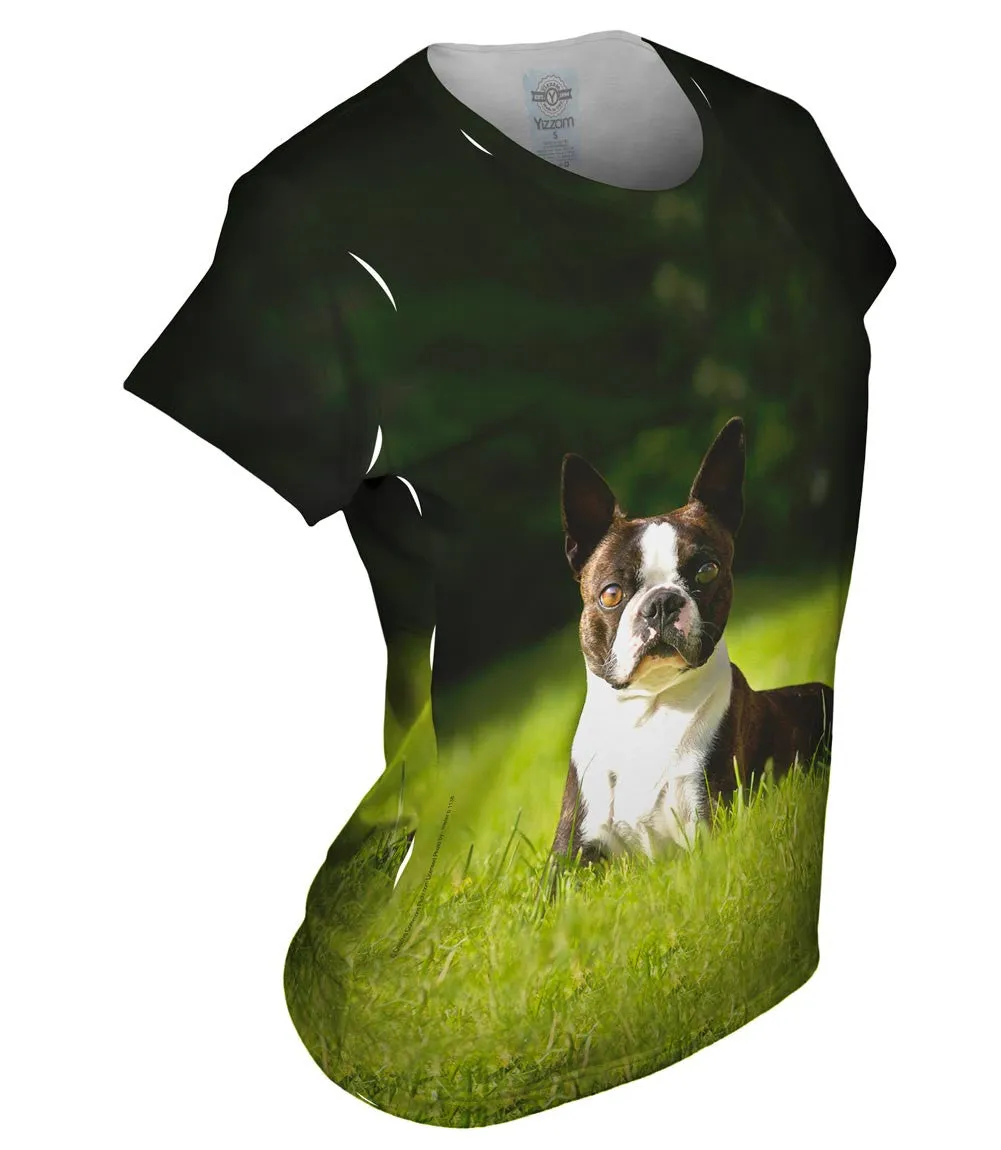 Giddy Boston Terrier